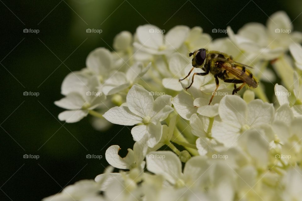 Bee on white flowers