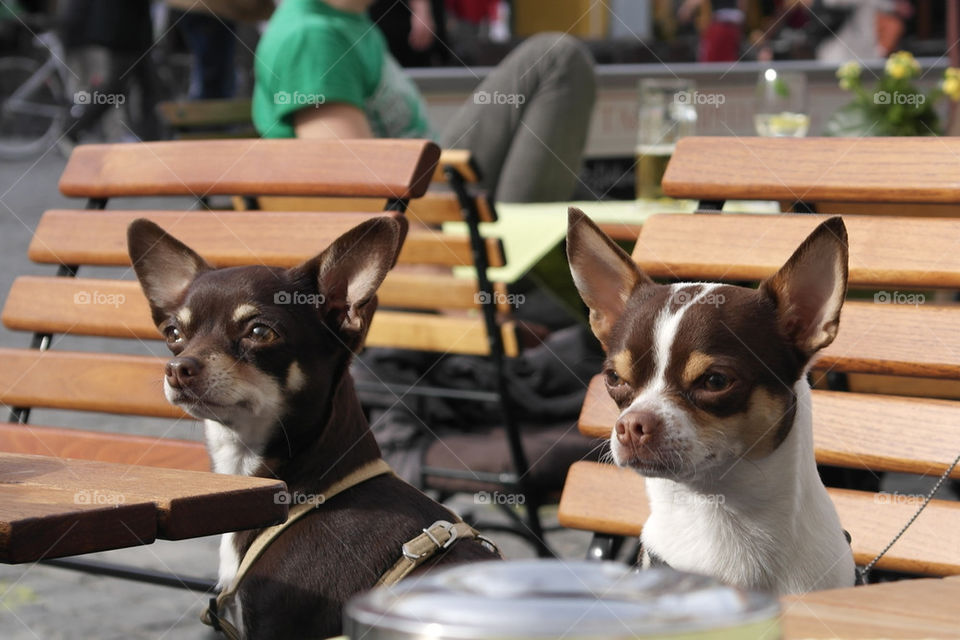 Portrait of two dogs