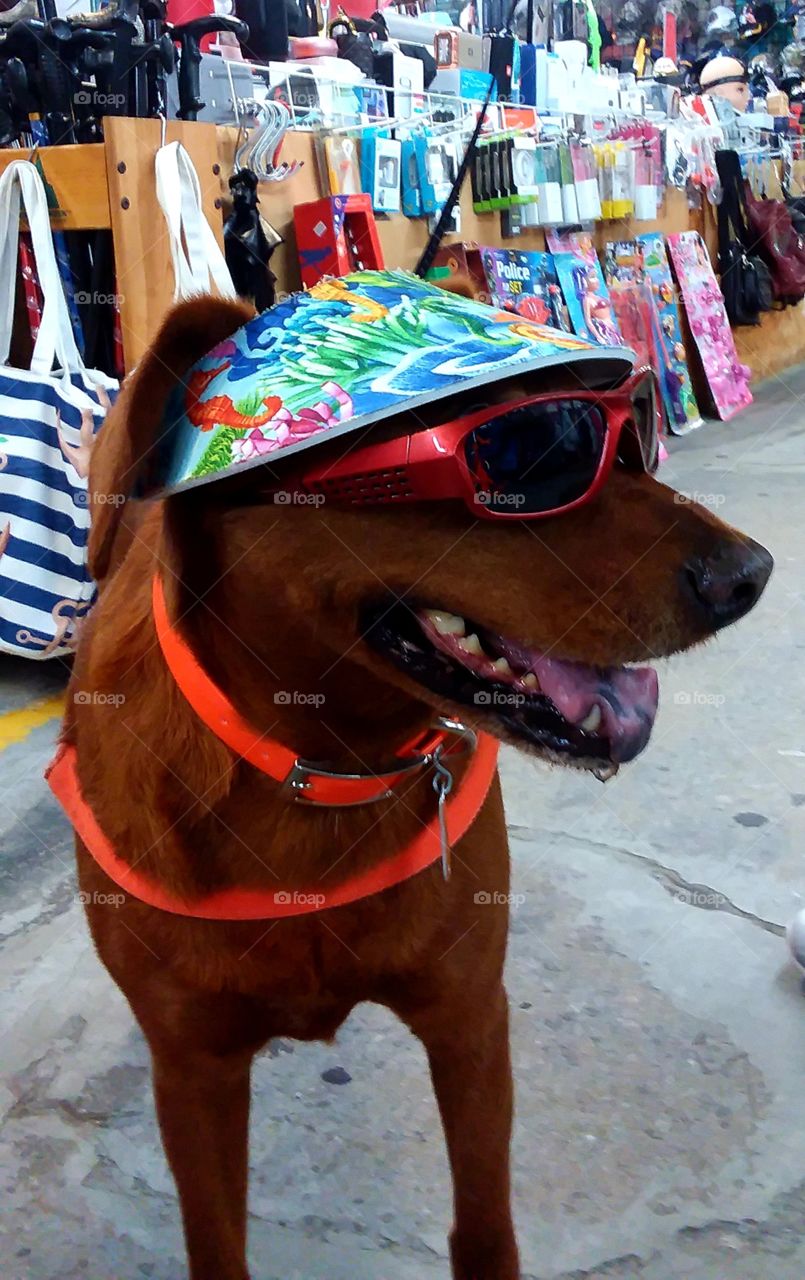 dressed for the beach! red mix beef loves to go to beach