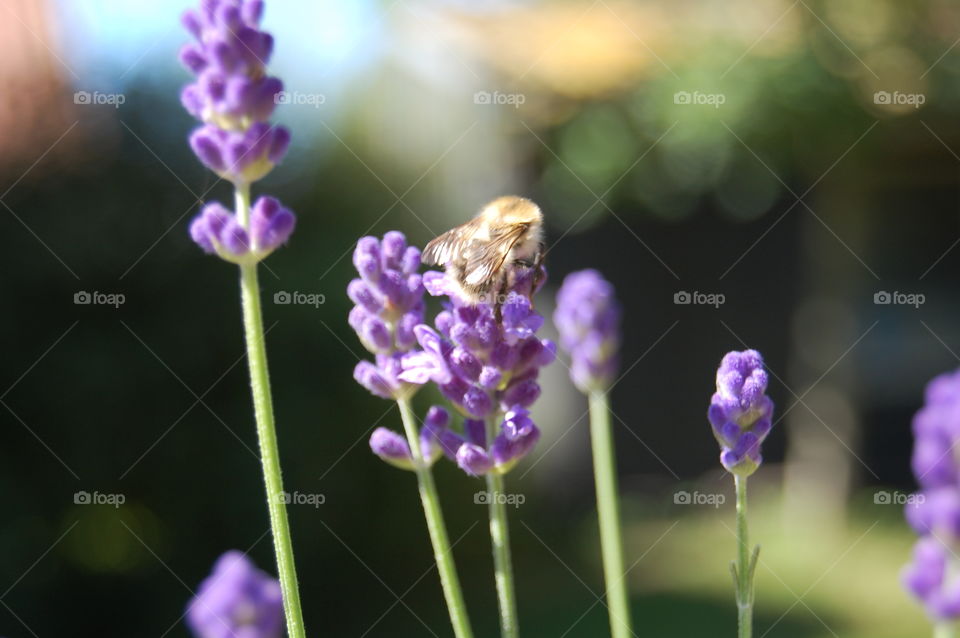 Bee in Lavender 