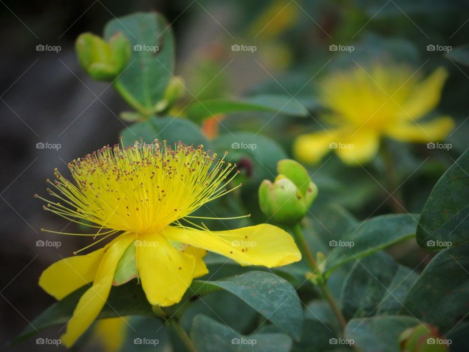 yellow flower