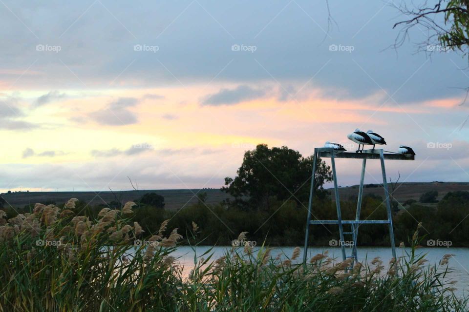 Pelicans resting and enjoying the serene river view