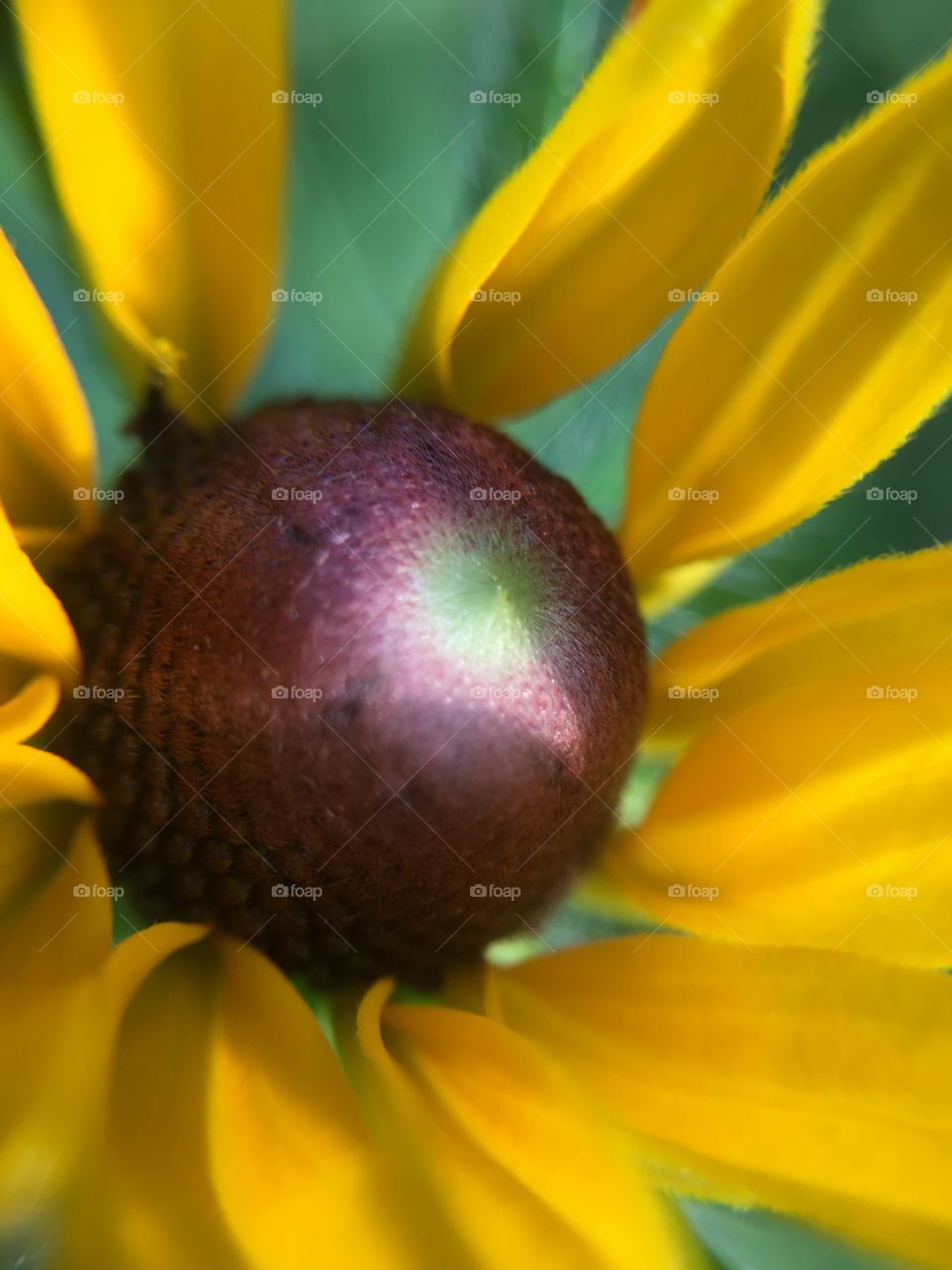 Black-eyed Susan 