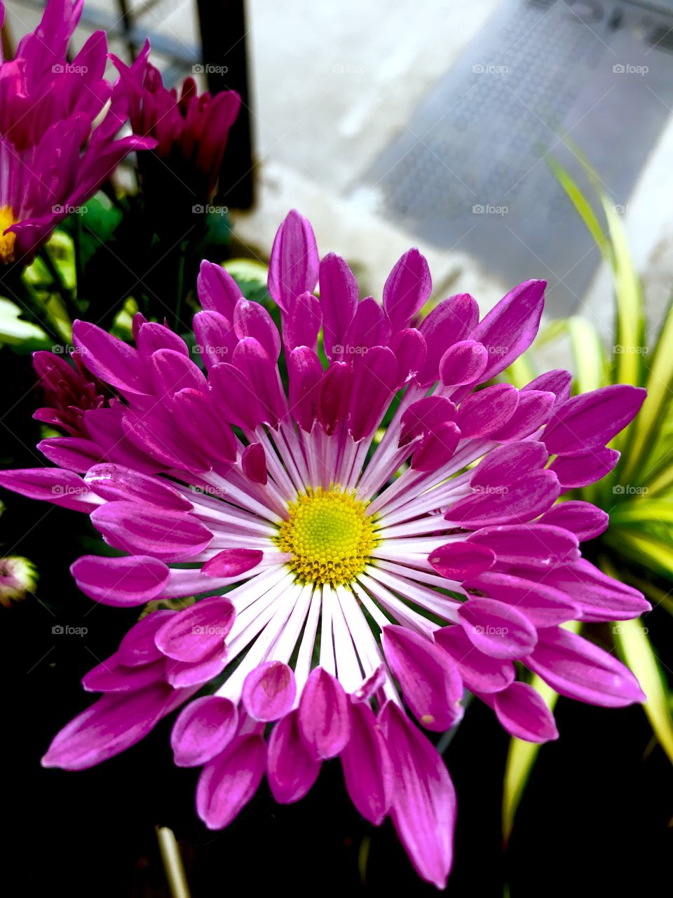 Aster purple flower