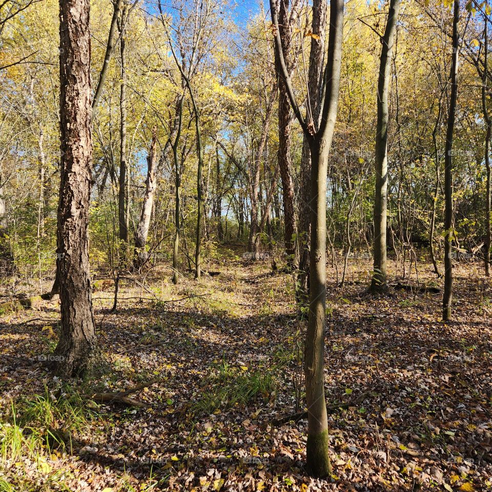 Opening in the trees