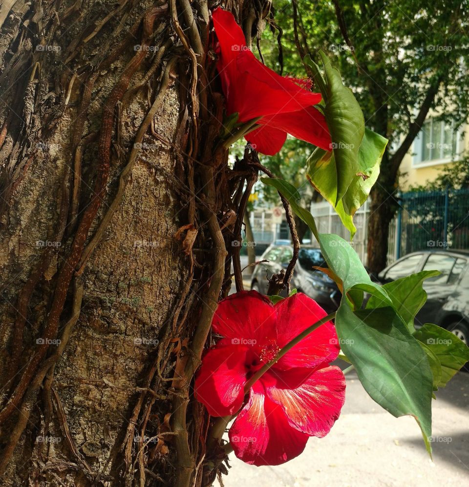 red Hibiscus