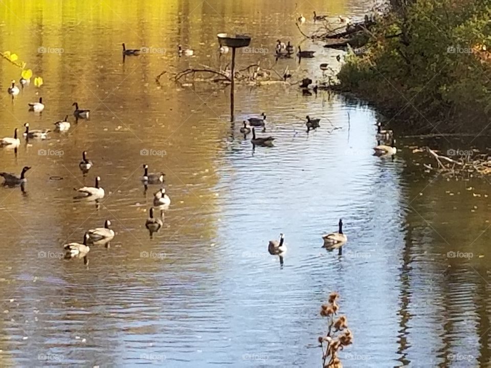 Water, Reflection, Lake, Bird, Pool