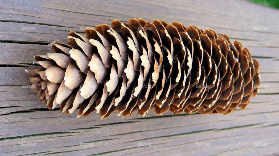 pine cone