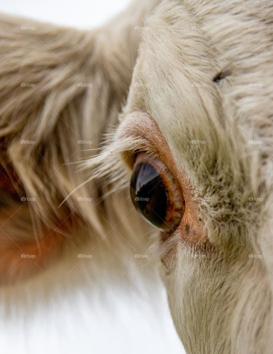 The eye of a cow.
fur and eye hair, close UP photography, the beautiful animal life. Countryside romantic.