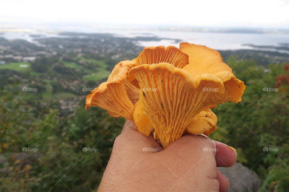 Self-picked mushroom