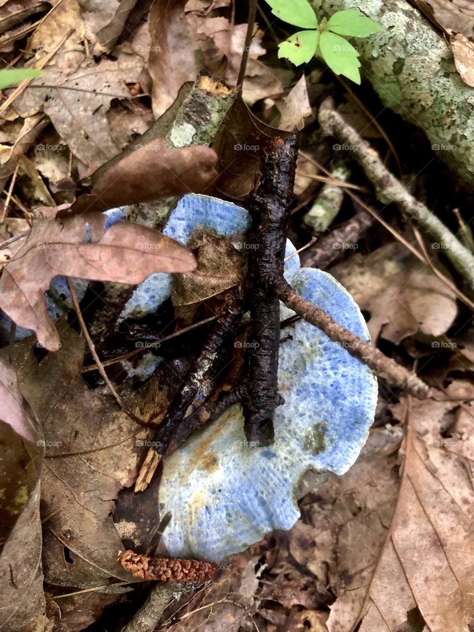 Indigo milk cap emerging from leaf litter on forest floor 