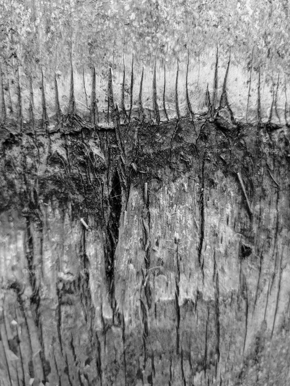 Close Up of Palm Tree Trunk