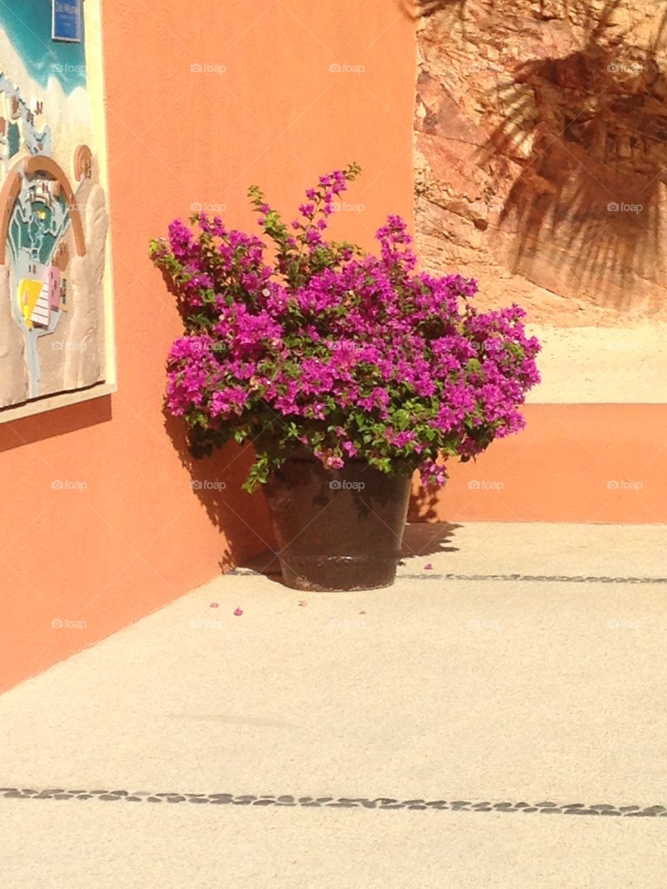 Pot of Purple Flowers