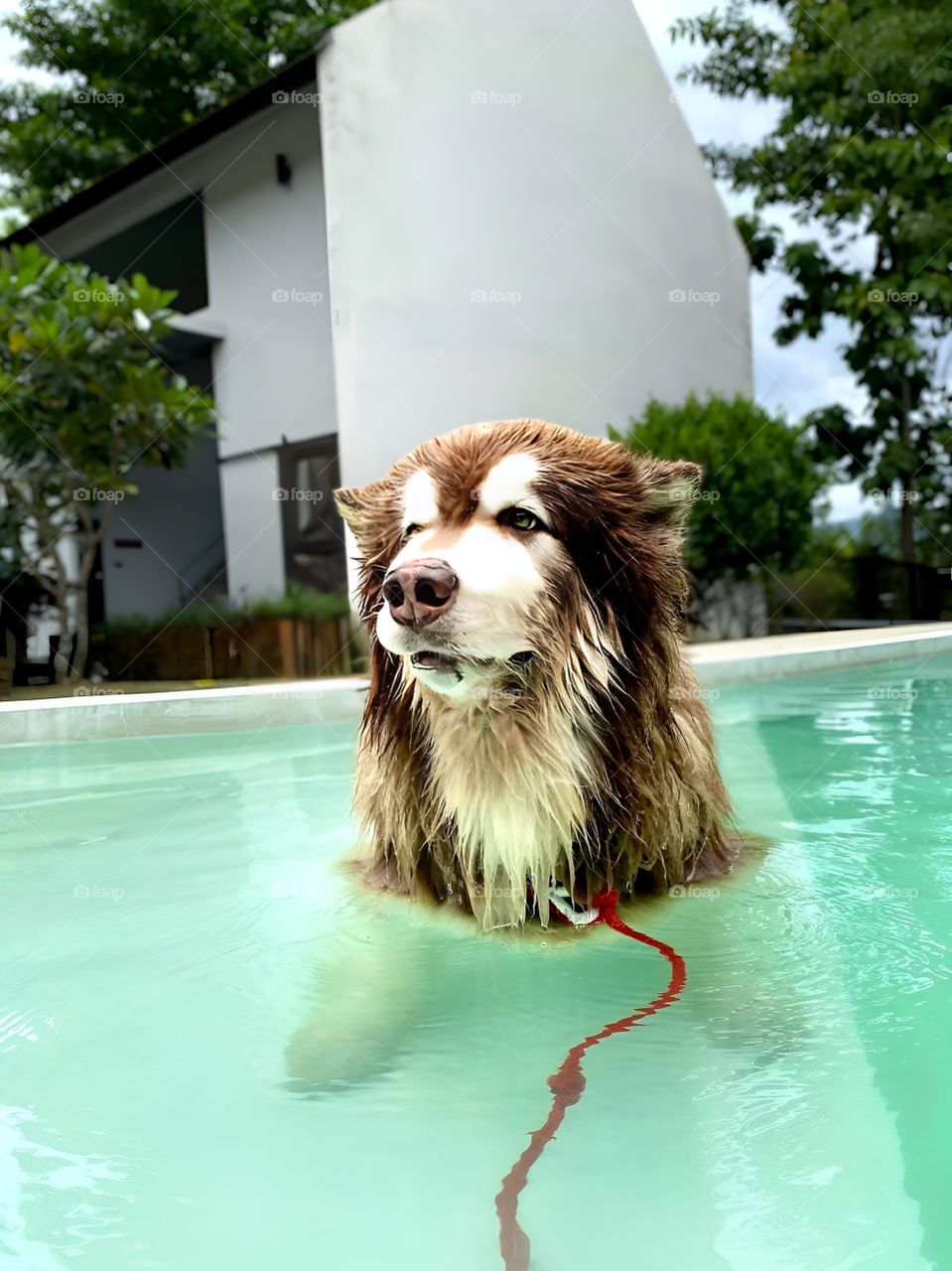 siberian husky dog  playing in the pool