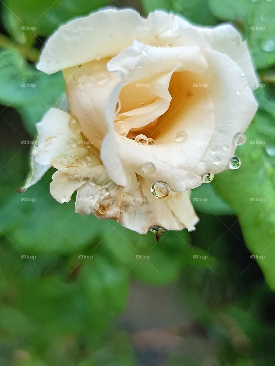 A beige color rose with rain drops on blurred background close up view.A champagne rose.A beautiful rose.