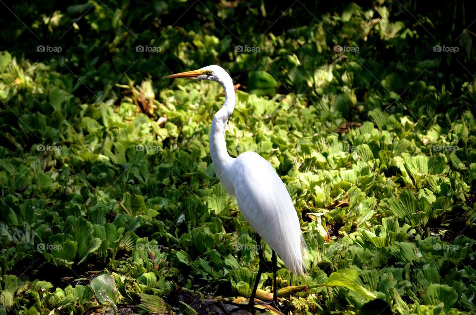 Snowy Egret