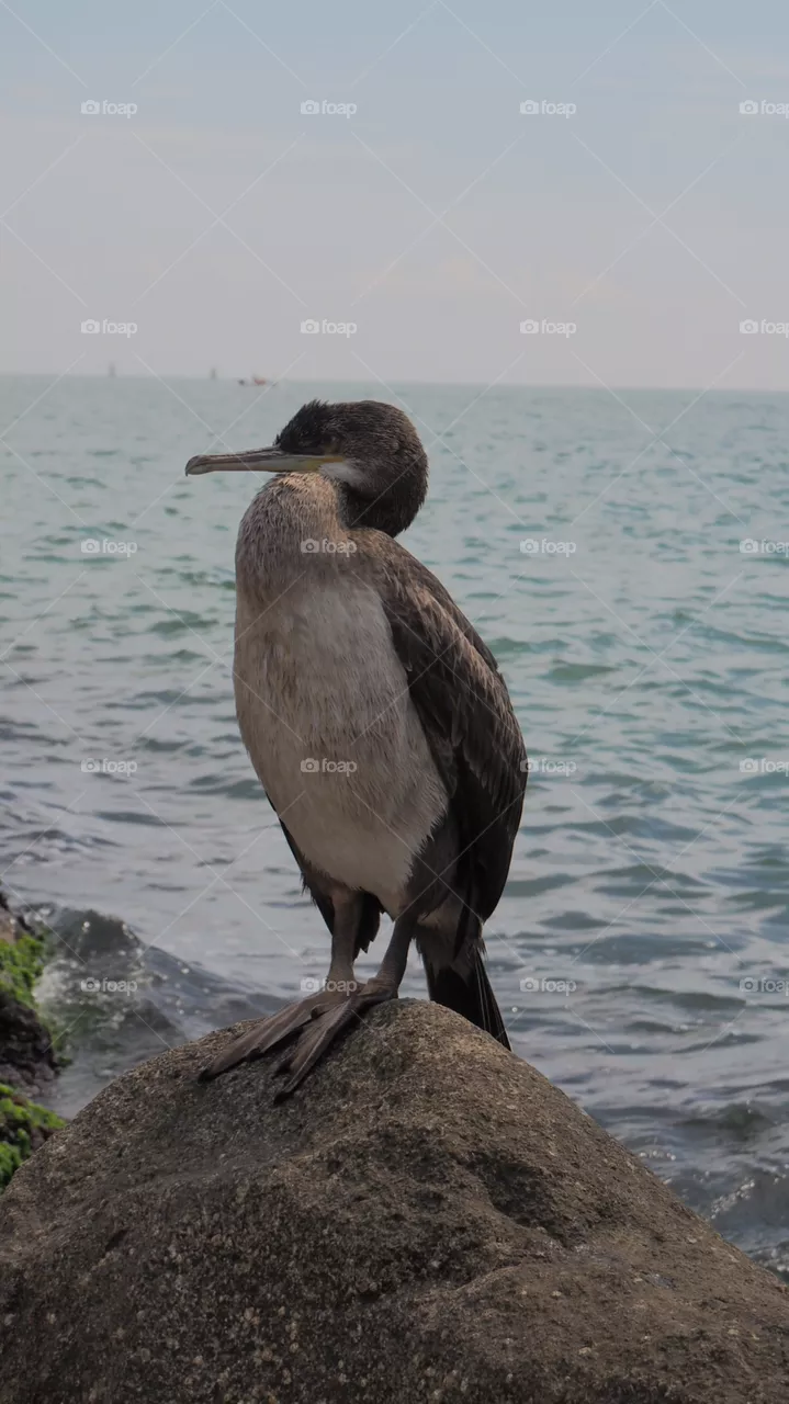 Bird 