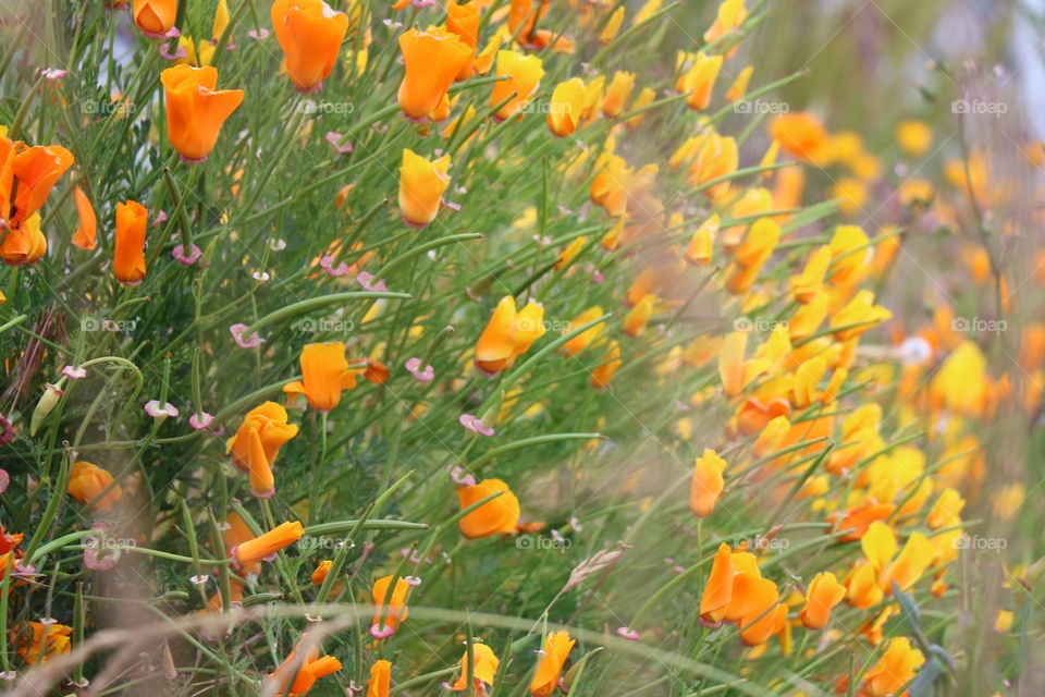 Indian poppy  by the coast