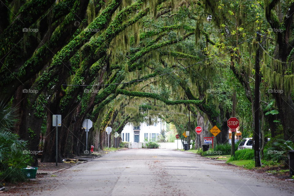 tree tunnel
