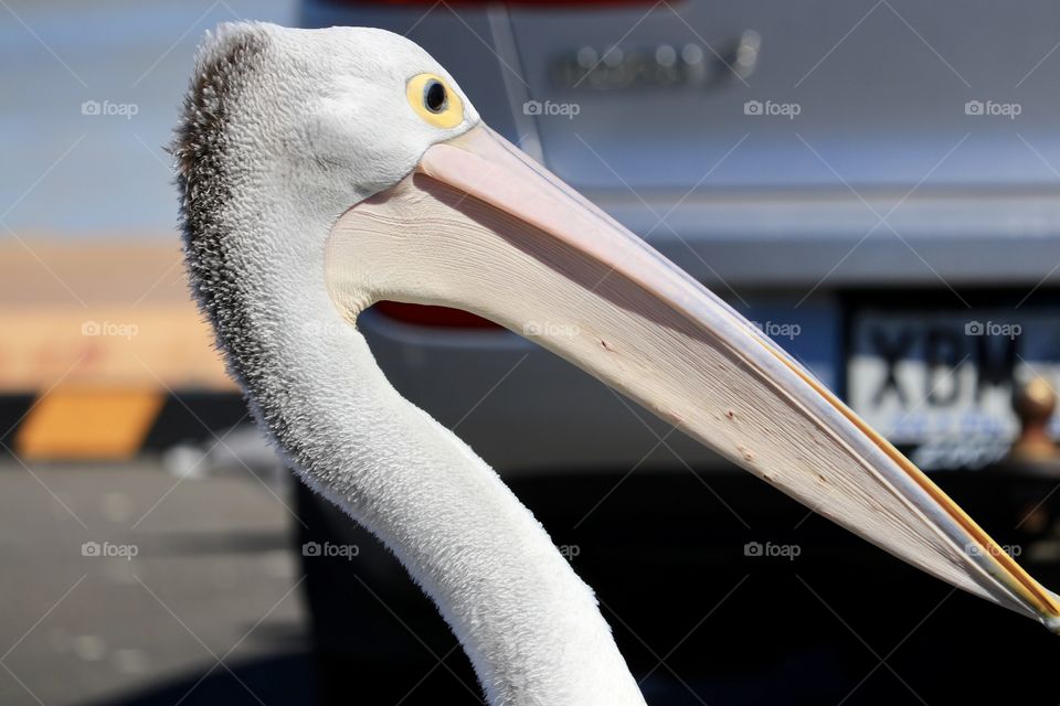 Large pelican on land, head and neck profile