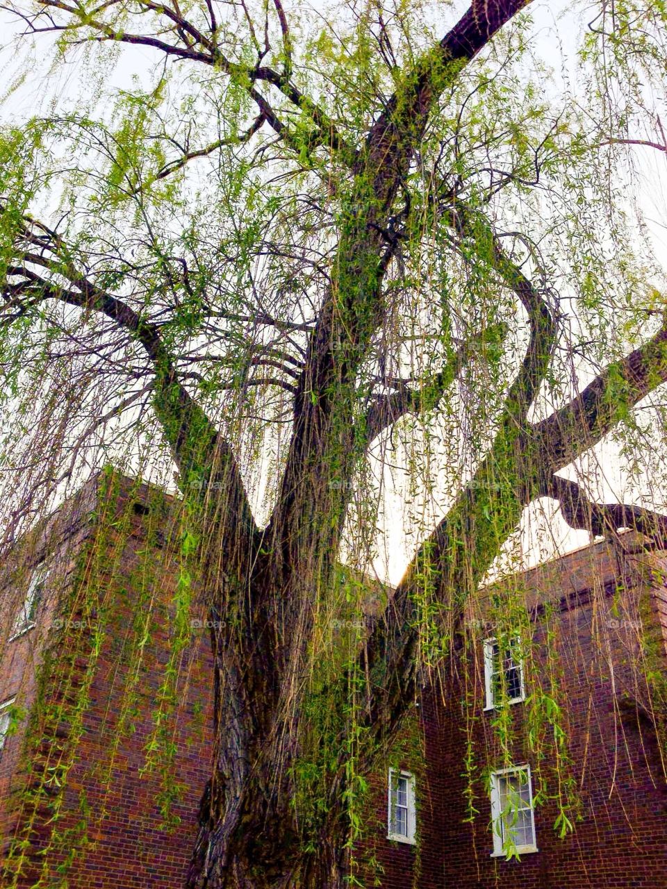 Spring time. Leaves of tree during spring