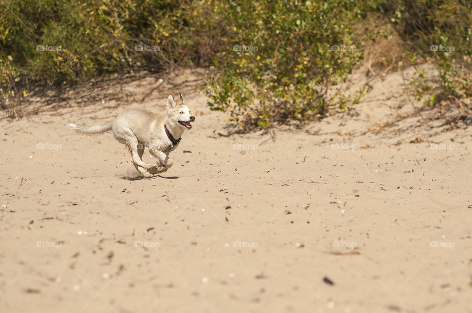 Spring walk with your dog!