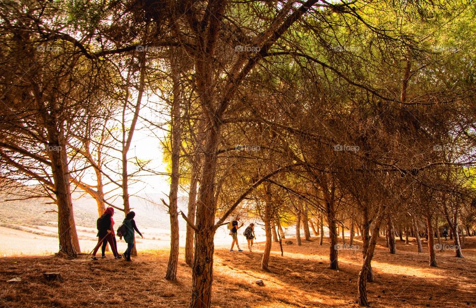 exploring the forest in autumn 