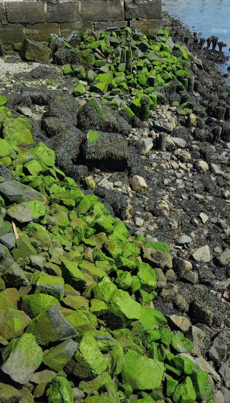 Rocky Shore