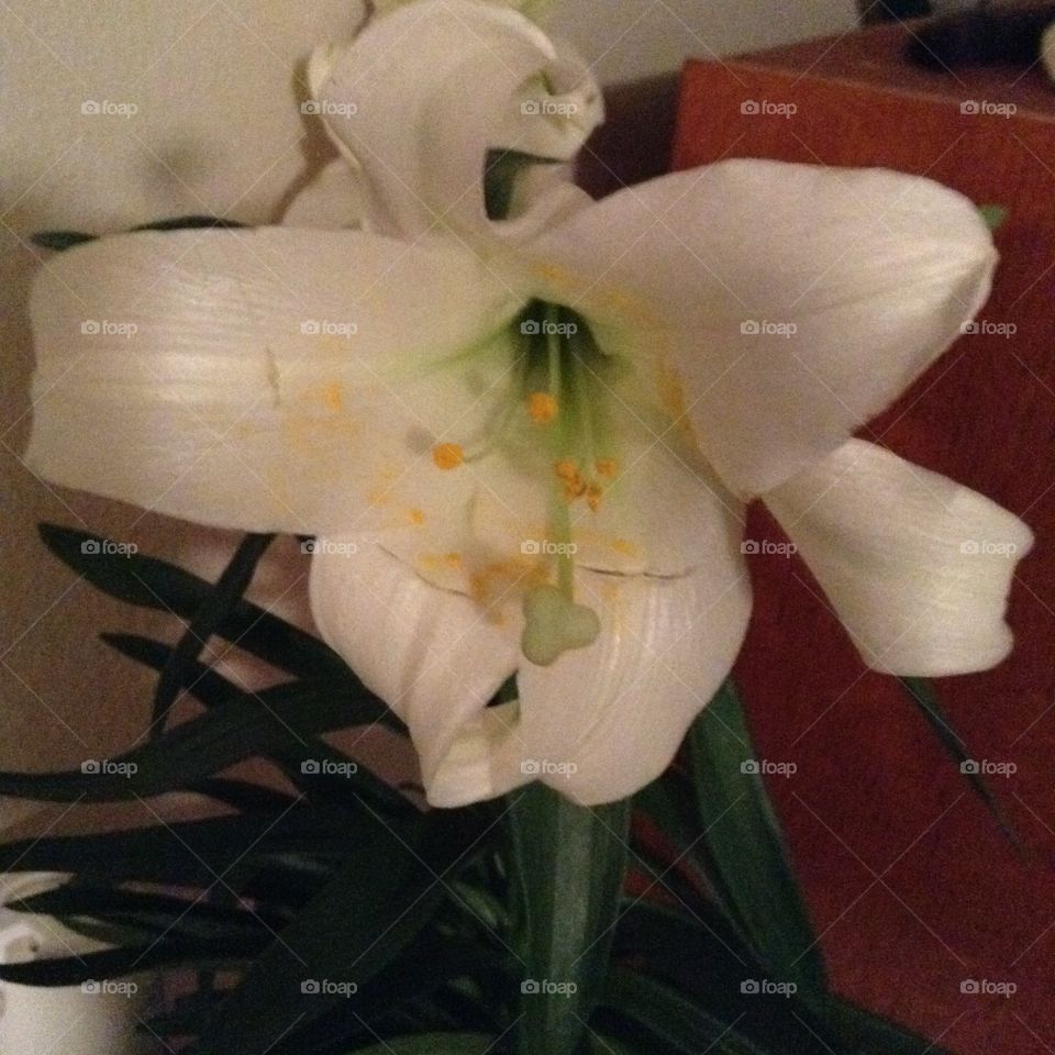 Easter lily 
