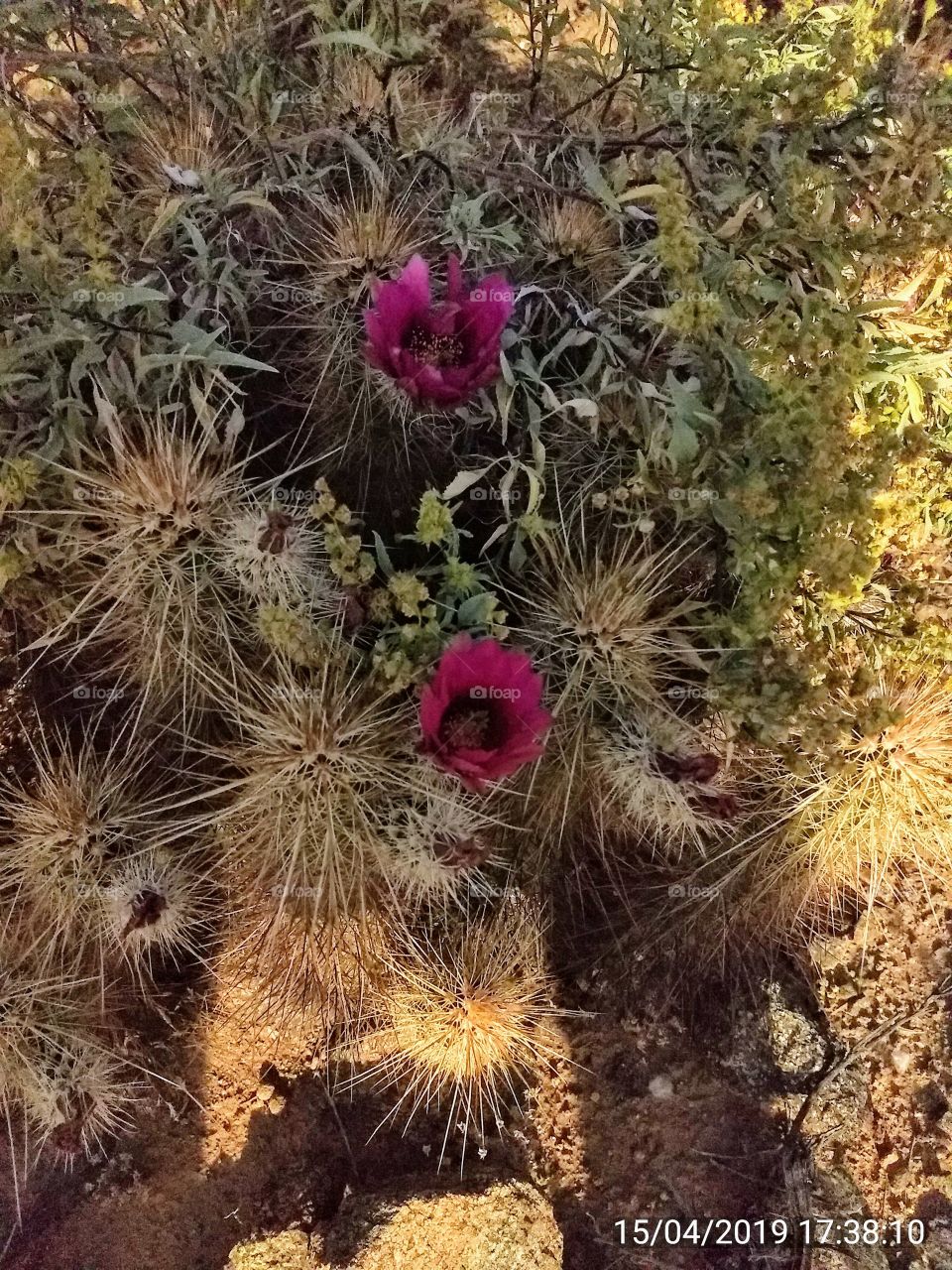 Tiny Barrel Cactus in bloom