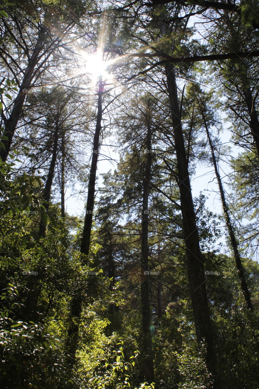 The sun bursts through tall tree - #nofilter, #truephotos, true nature