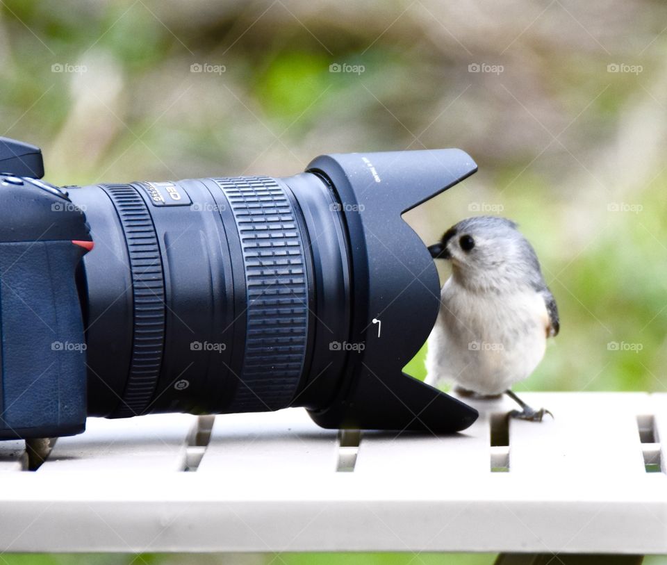 Bird looking into a camera’s lens 