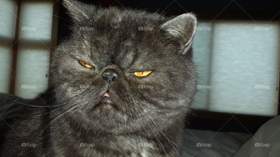 doing my stink eye impression