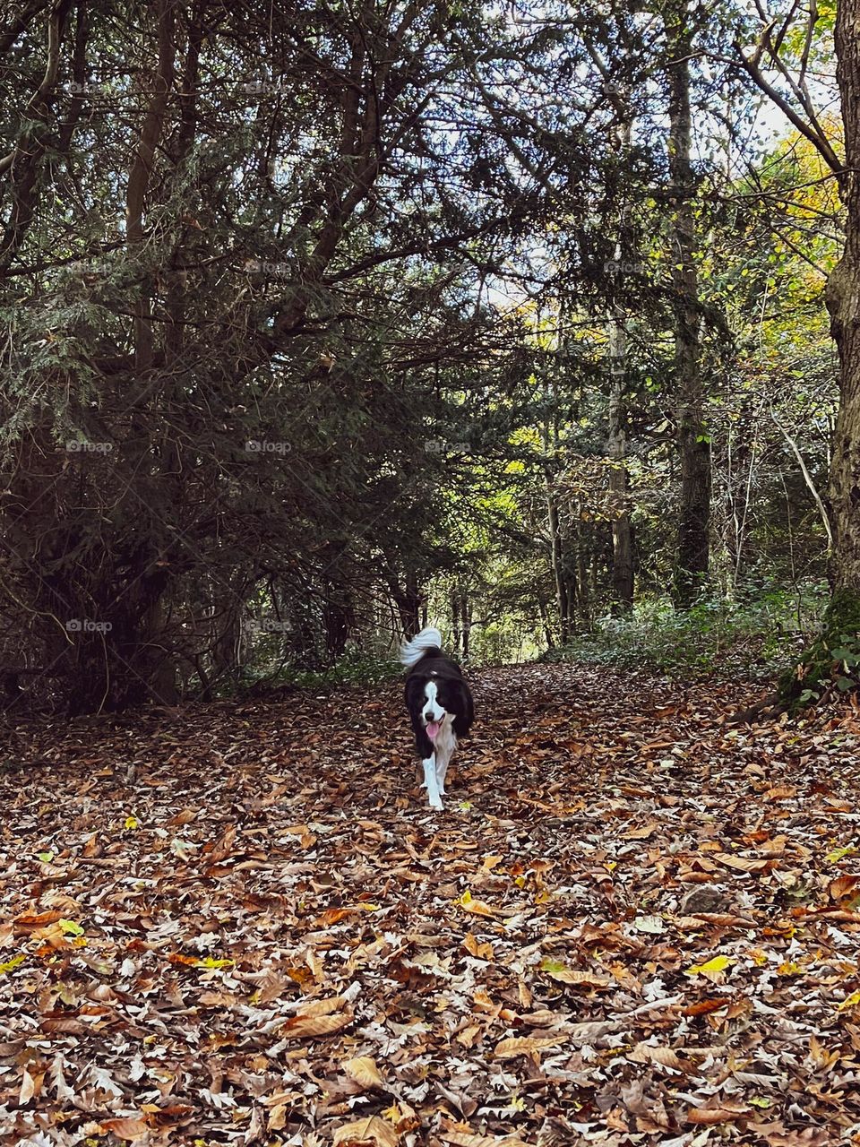 Border collie on a autumn morning 