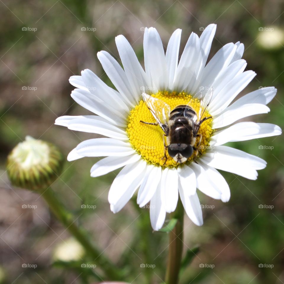 Wild daisies 