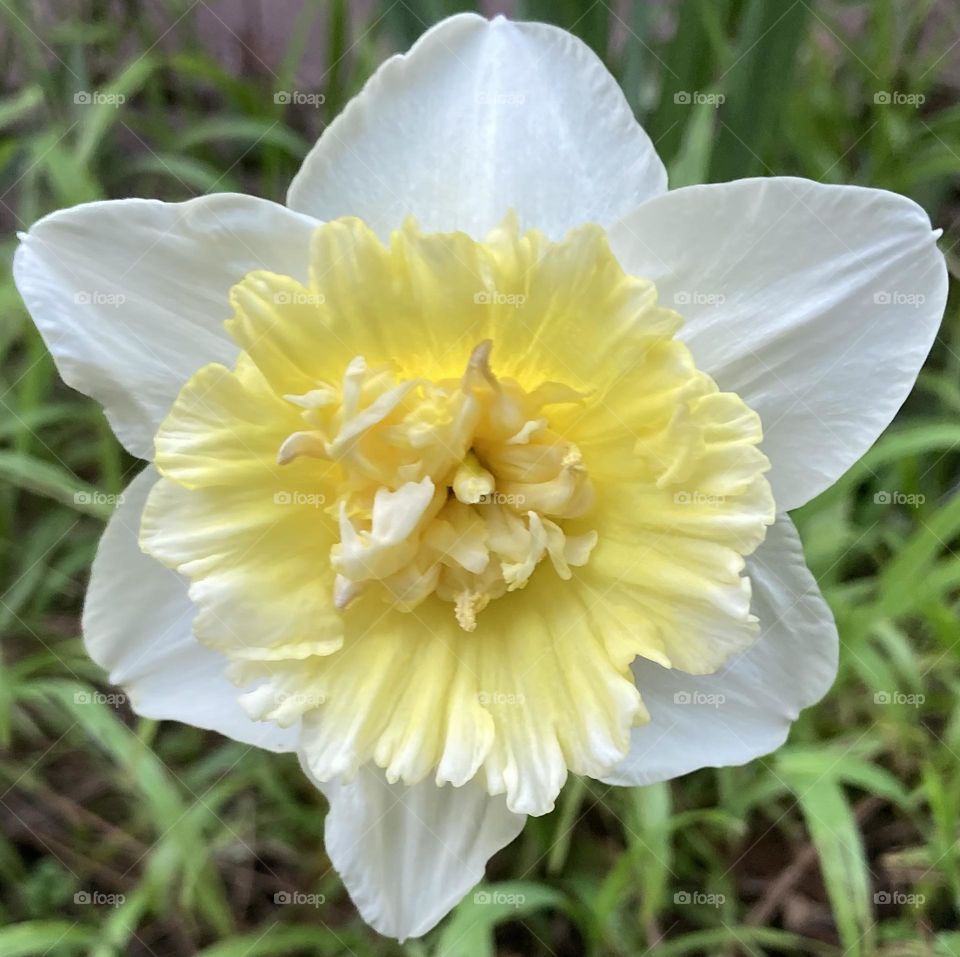 Yellow and white Daffodil