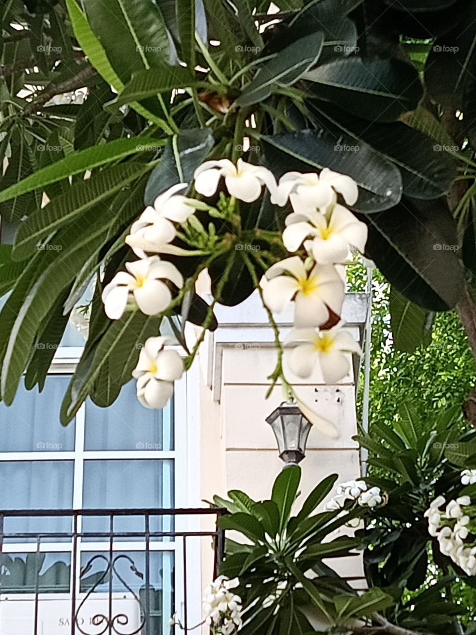 Beautiful Plumeria Flowers