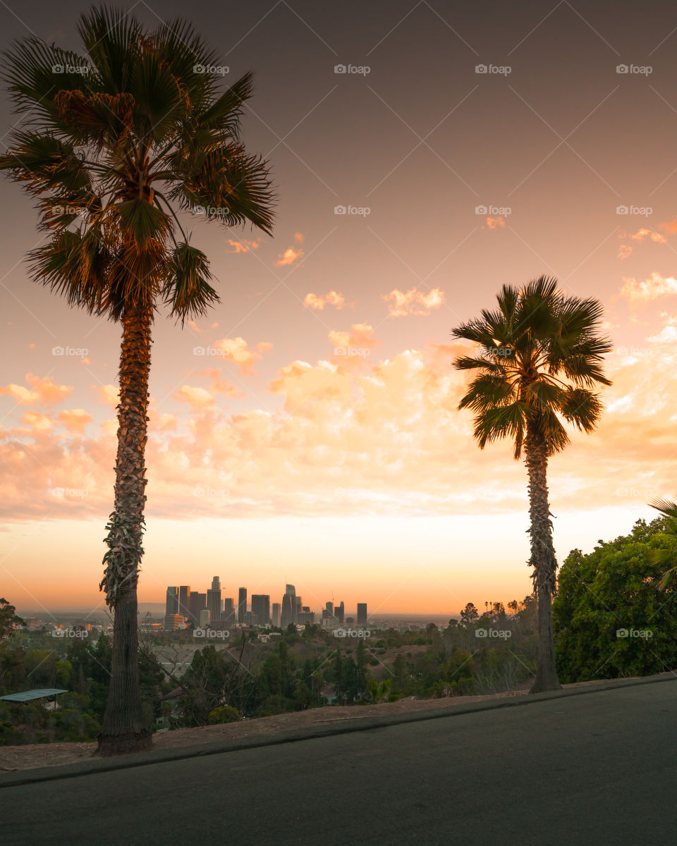 No Person, Palm, Tropical, Tree, Sun