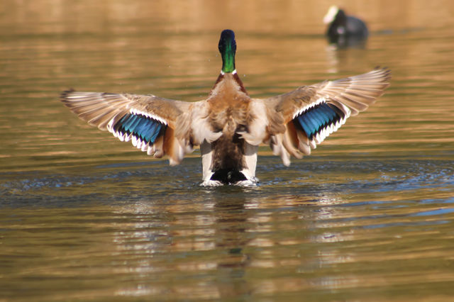 Duck, wings wide open!