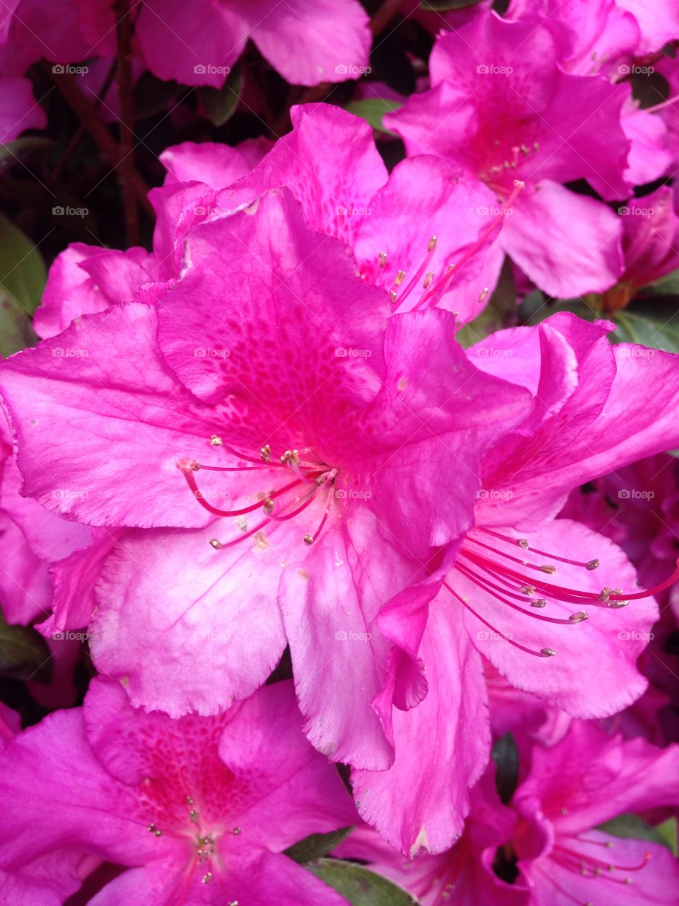 Azalea