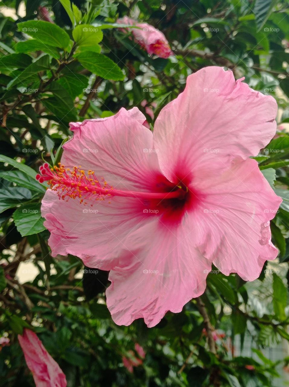 pink hibiscus/ hibiscus rosado