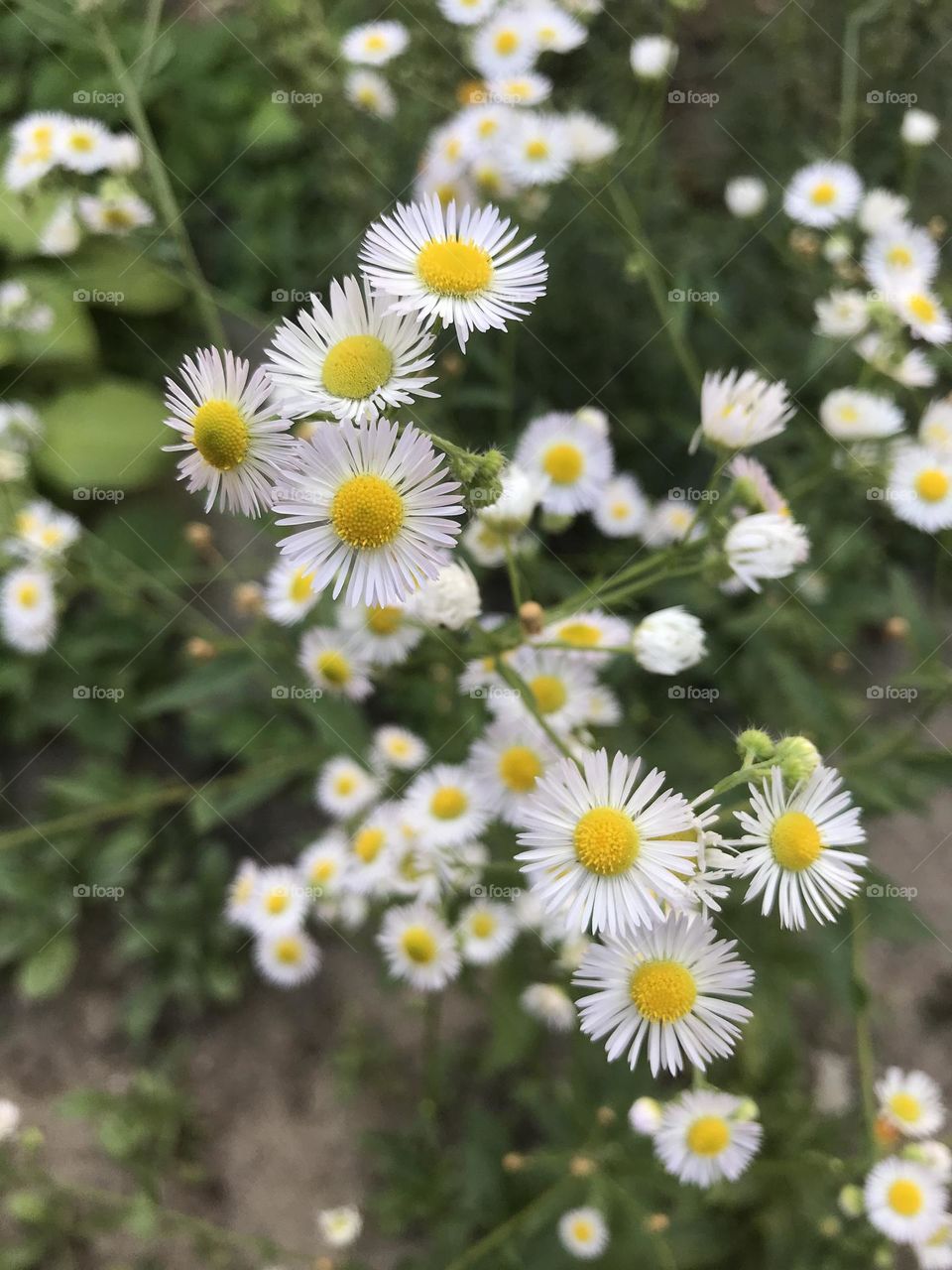 Little white flowers