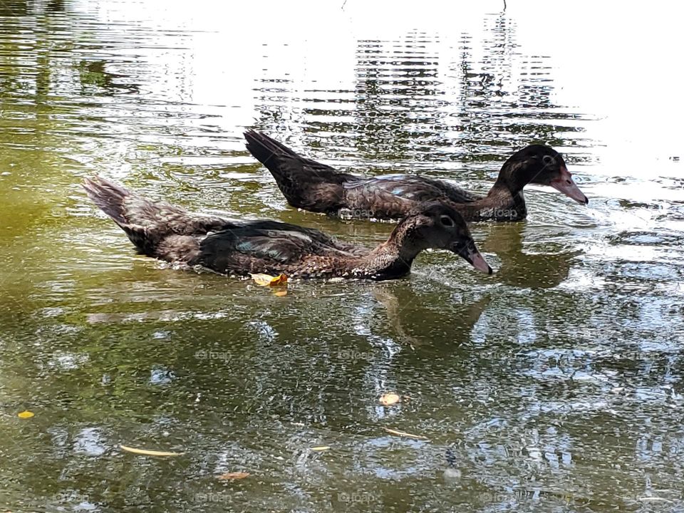 Double the ducks