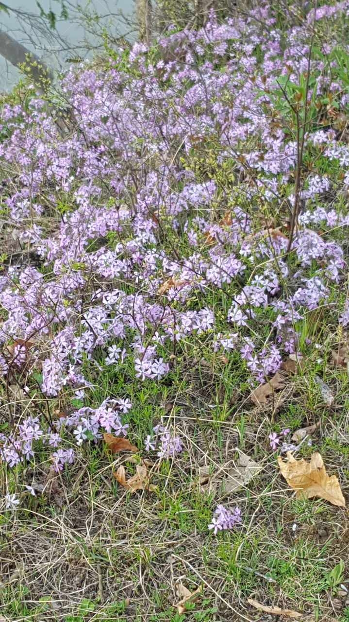 Lil purple flowera