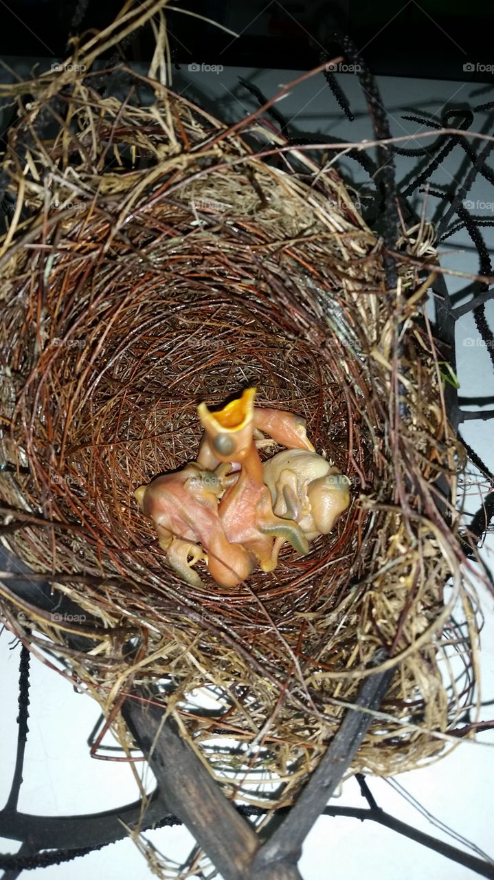 baby birds in a nest