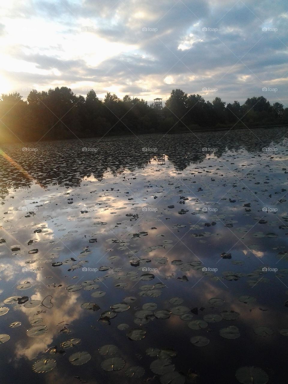 Lillypads floating in a pond