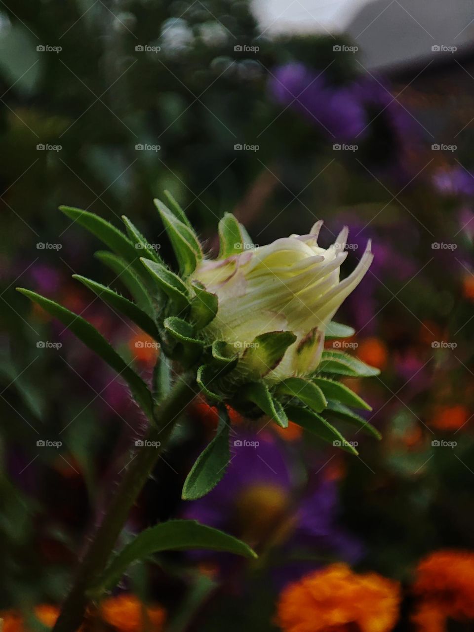 Macro photo of a summer plants