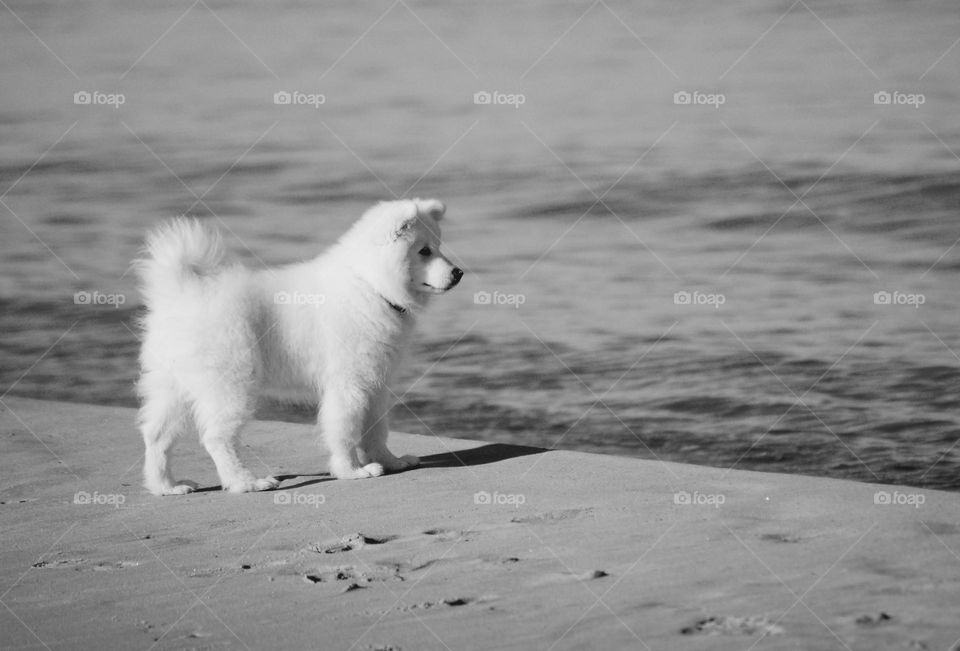 Puppy by the Sea