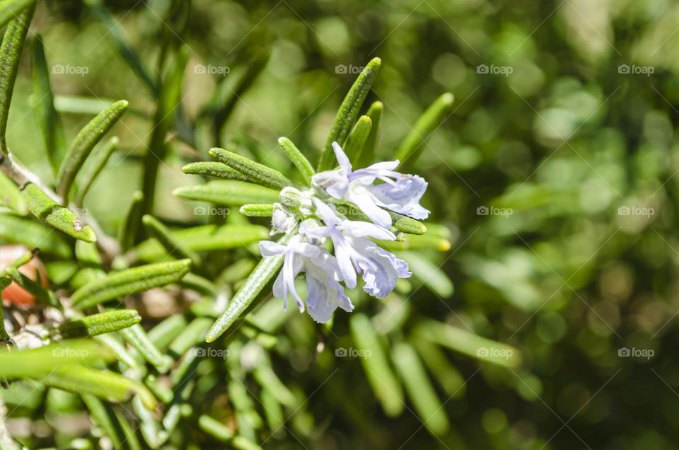 Rosemary Blossom