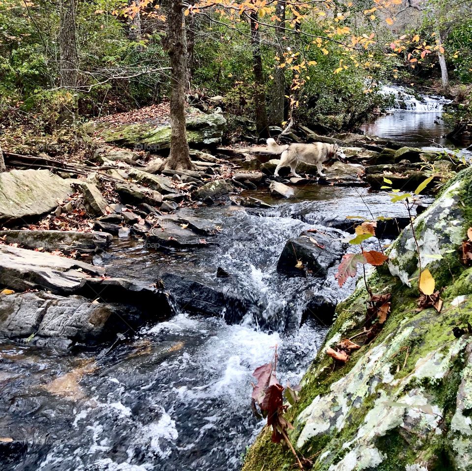 Husky dog crossing fast flowing mountain creek 